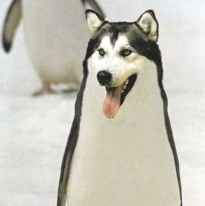 Meet your Posher, Fred